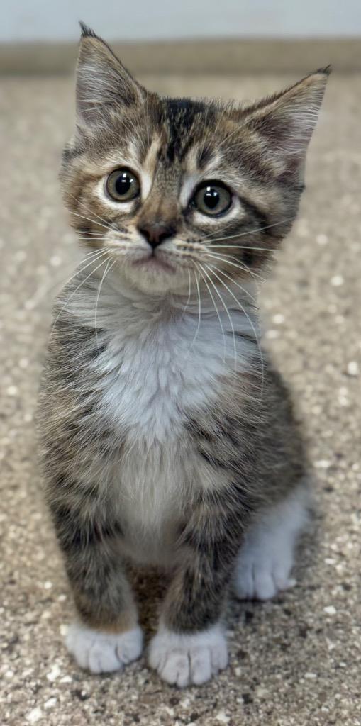 2x4 (Blue), Adoptable, Kitten Female Domestic Short Hair.