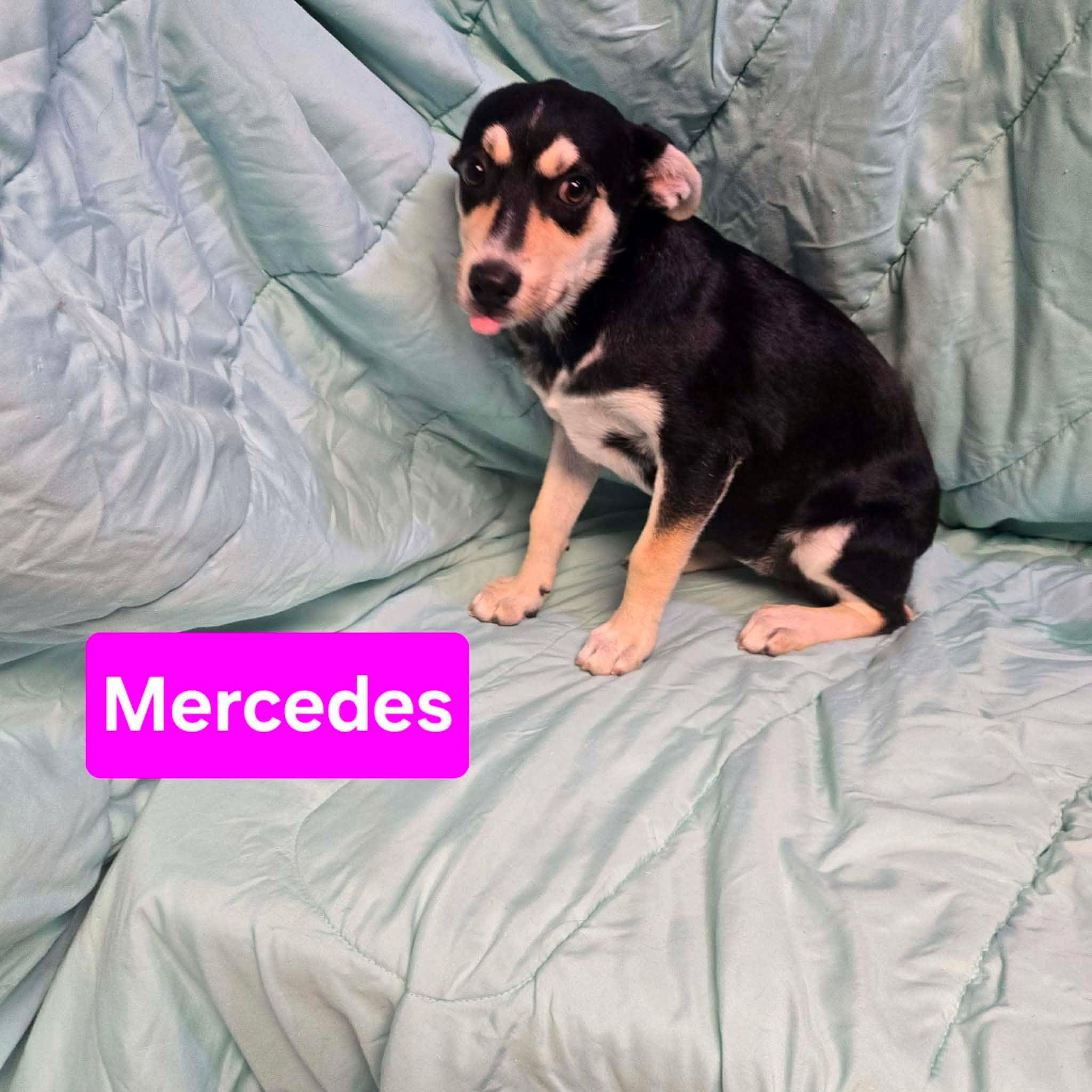 Enlarge Mercedes, a ADOPTABLE mixed breed in Uxbridge, MA image 2/2