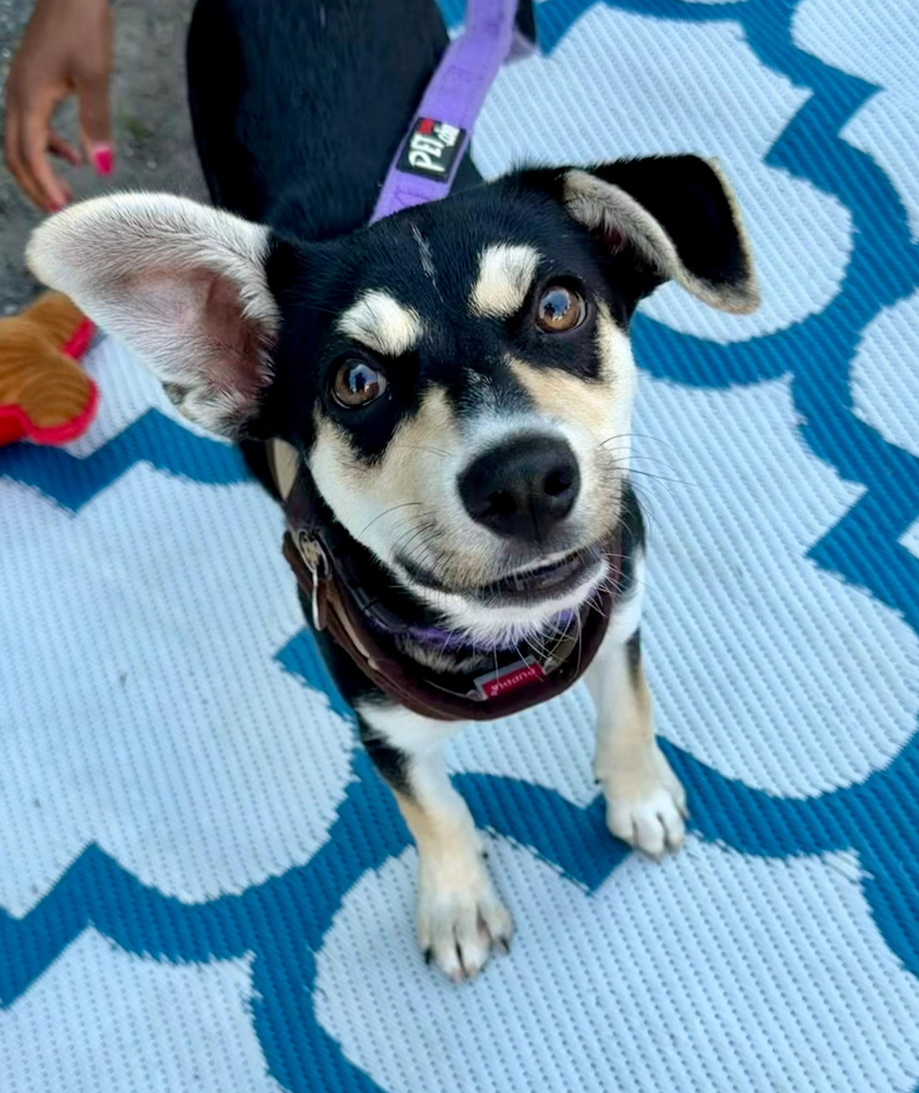 Mercedes, ADOPTABLE, Puppy Female Australian Cattle Dog / Blue Heeler.