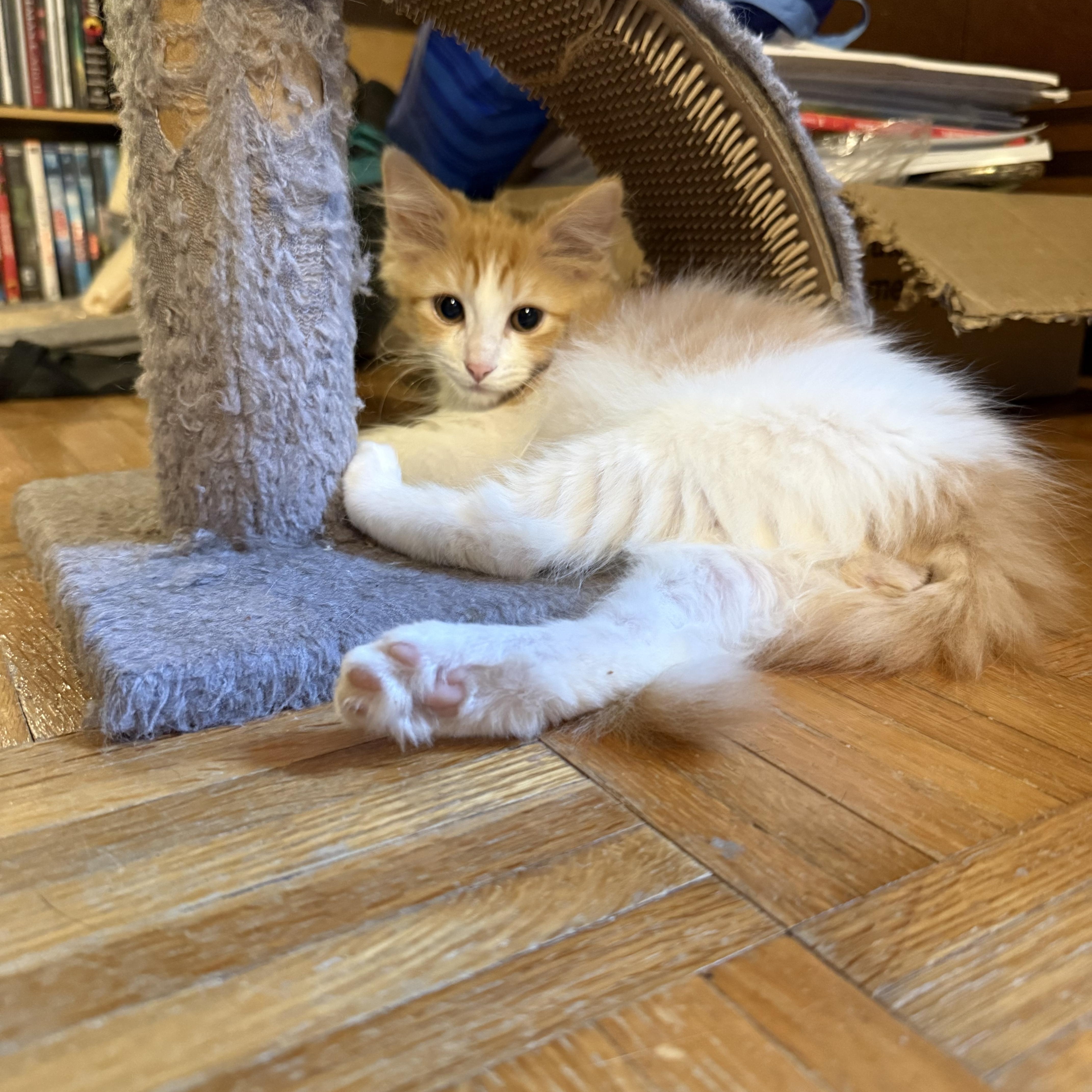 Watson, ADOPTABLE, Kitten Male Domestic Medium Hair.