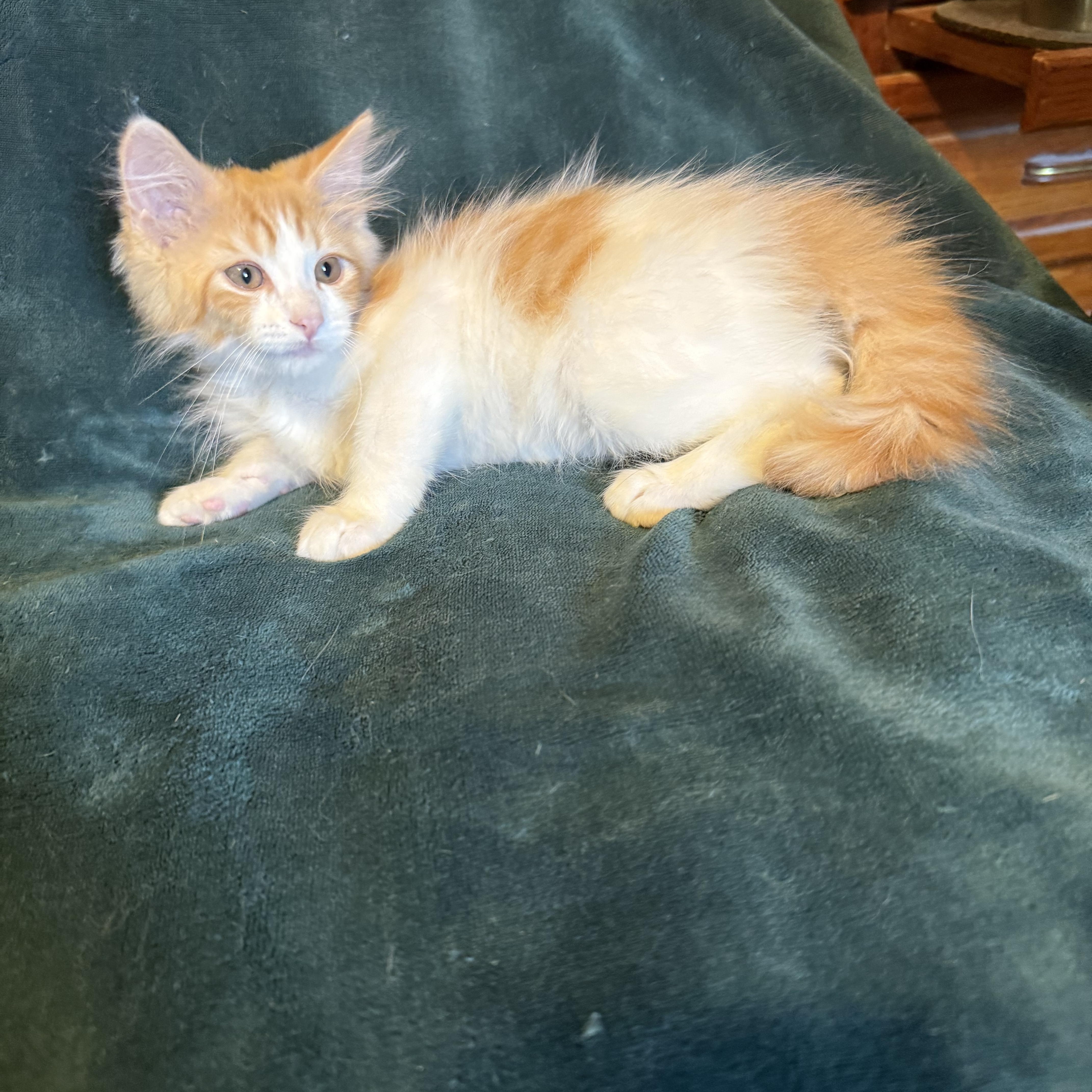 Watson, a ADOPTABLE Domestic Medium Hair in Export, PA image 4/4