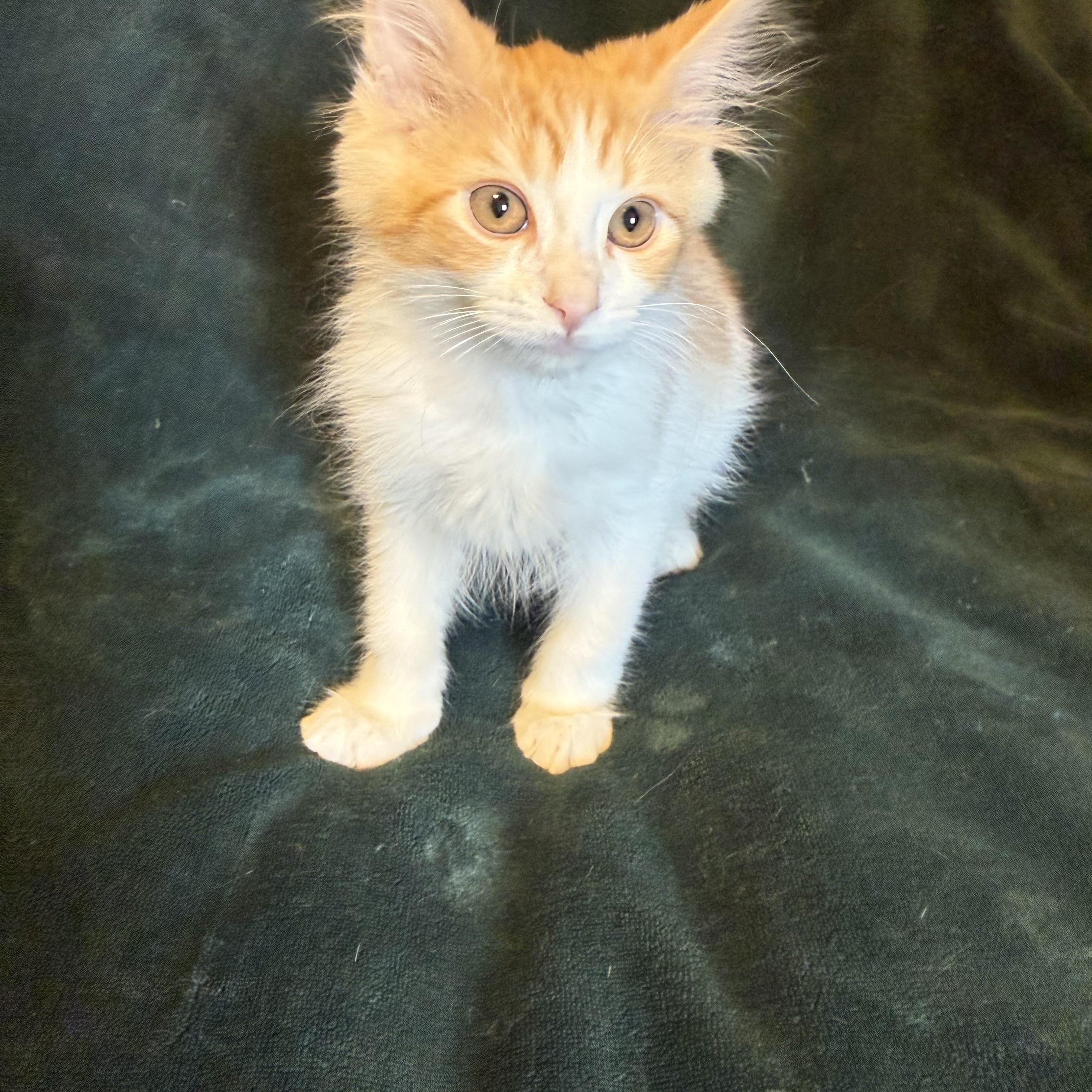 Watson, a ADOPTABLE Domestic Medium Hair in Export, PA image 2/4