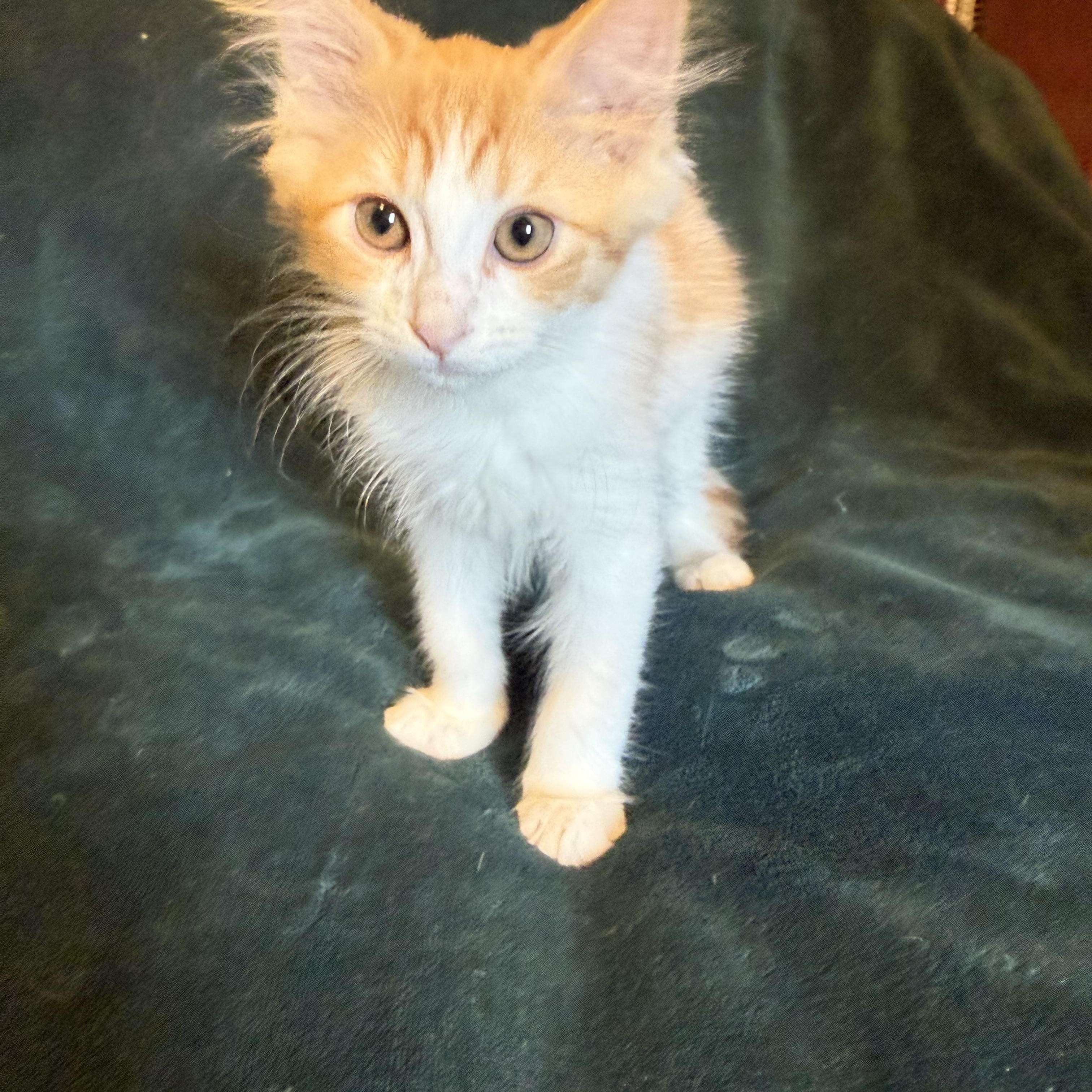 Watson, a ADOPTABLE Domestic Medium Hair in Export, PA image 3/4