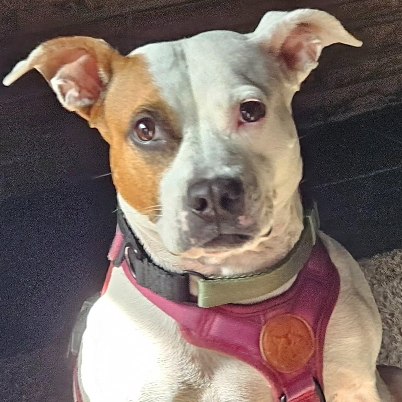 Lucy, ADOPTABLE, Adult Female Pit Bull Terrier.