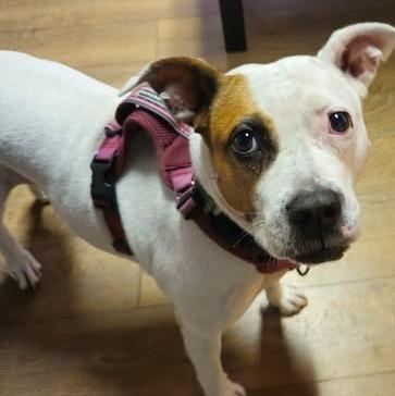 Lucy, ADOPTABLE, Adult Female Pit Bull Terrier.