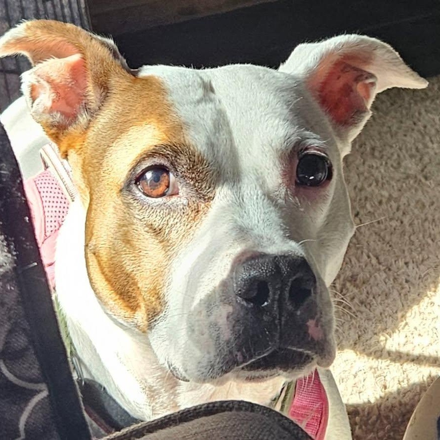 Enlarge Lucy, a ADOPTABLE mixed breed in Chino valley, AZ image 3/5