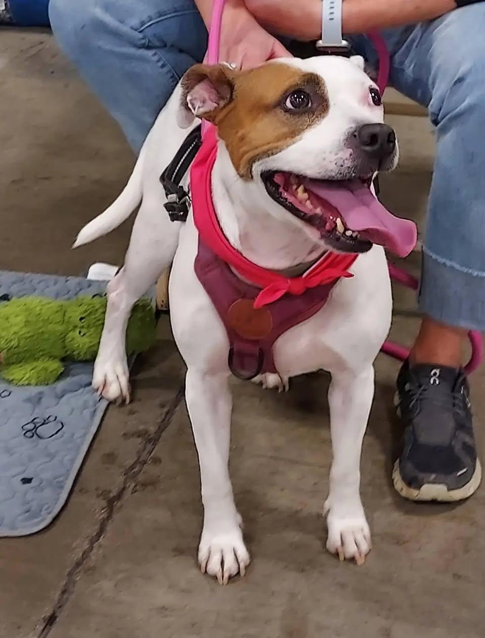 Enlarge Lucy, a ADOPTABLE mixed breed in Chino valley, AZ image 2/5