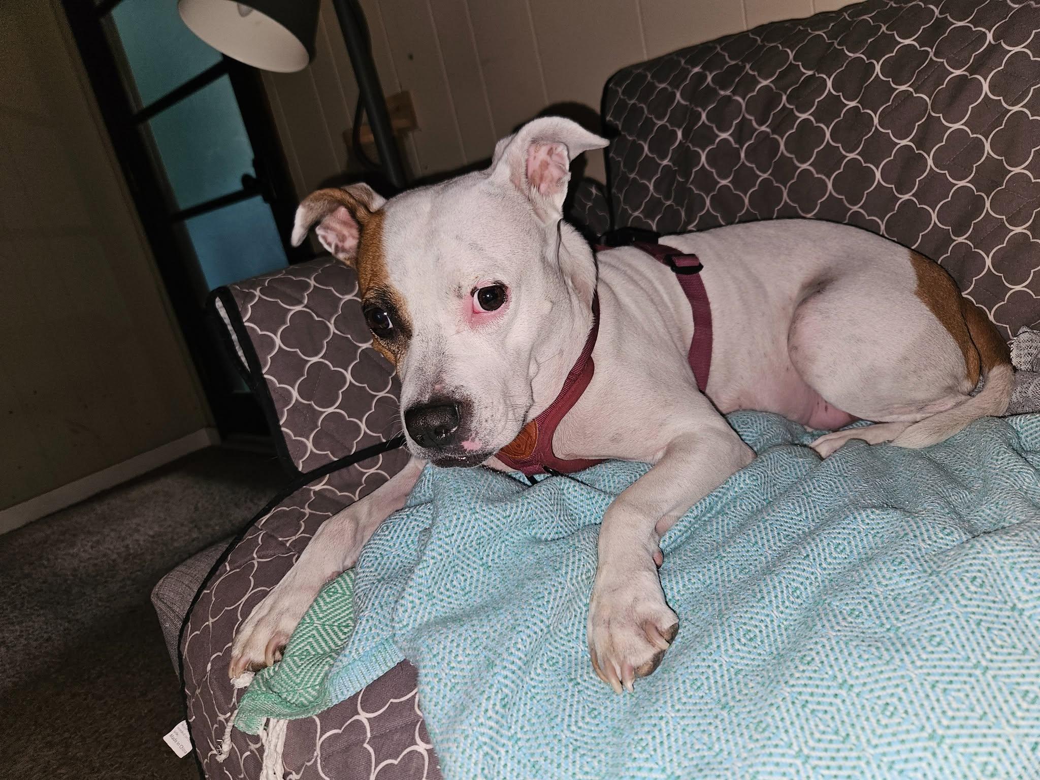 Enlarge Lucy, a ADOPTABLE mixed breed in Chino valley, AZ image 4/5