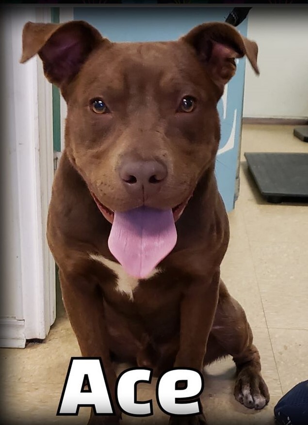 Ace, a Adoptable mixed breed in Lone Oak, TX image 2/4