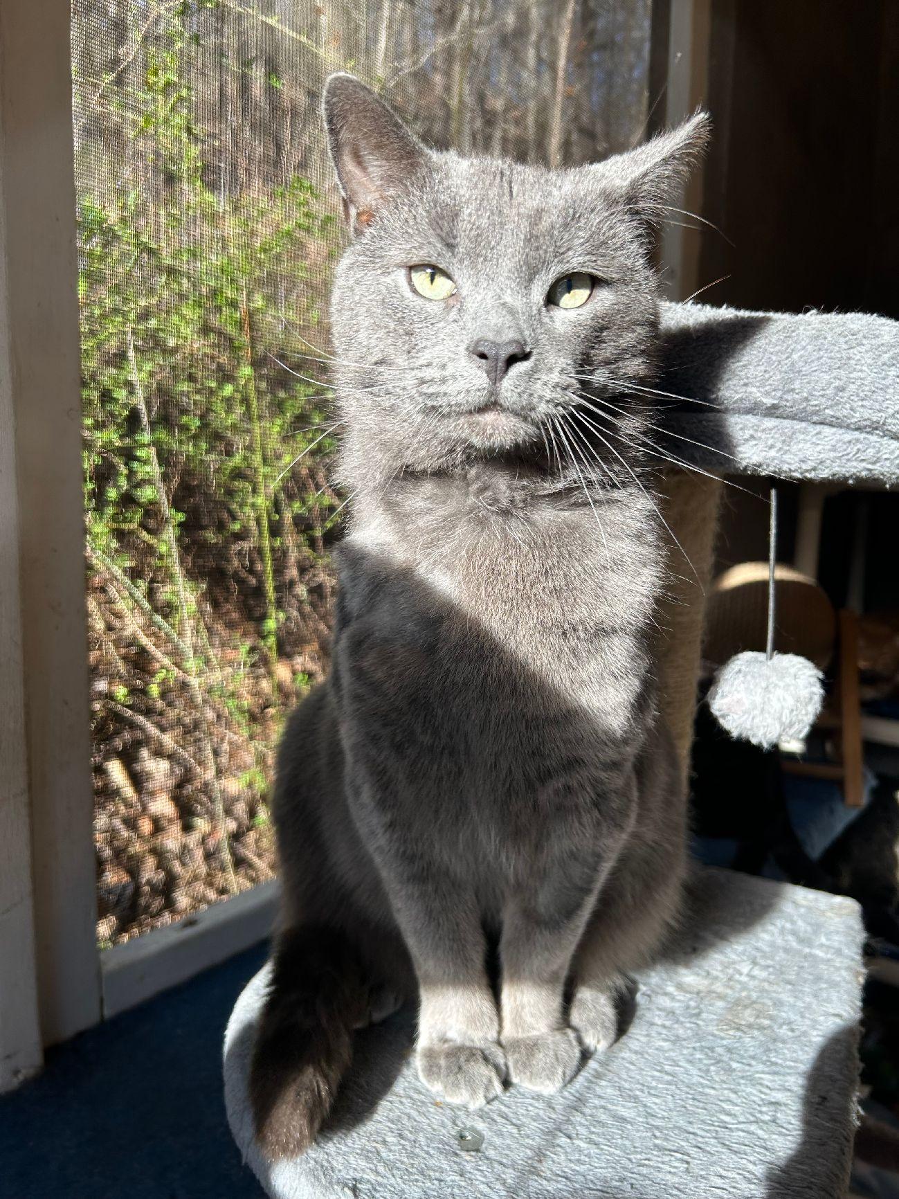 Andre, Adult Male Domestic Short Hair