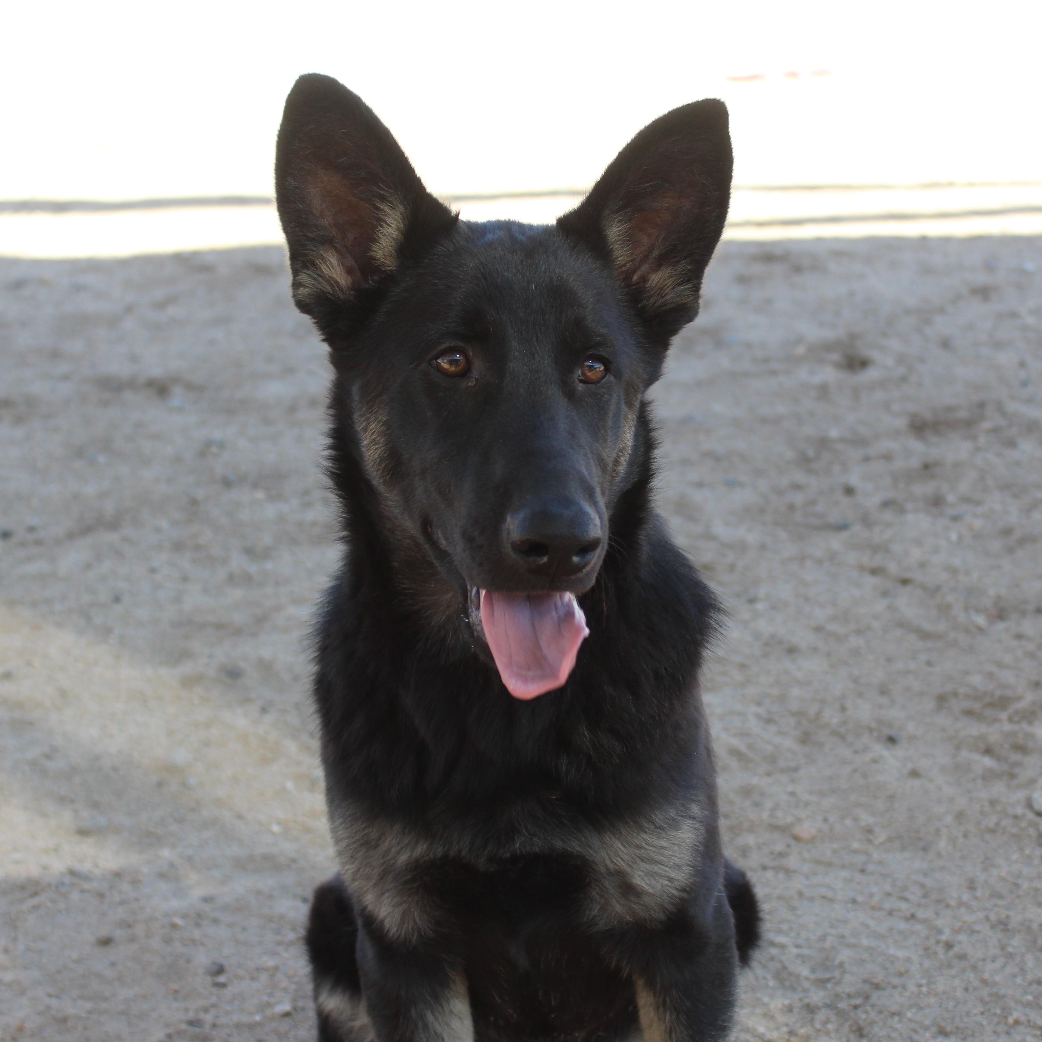 Enlarge Jack, a Adopted German Shepherd Dog in Yucca Valley, CA image 4/4