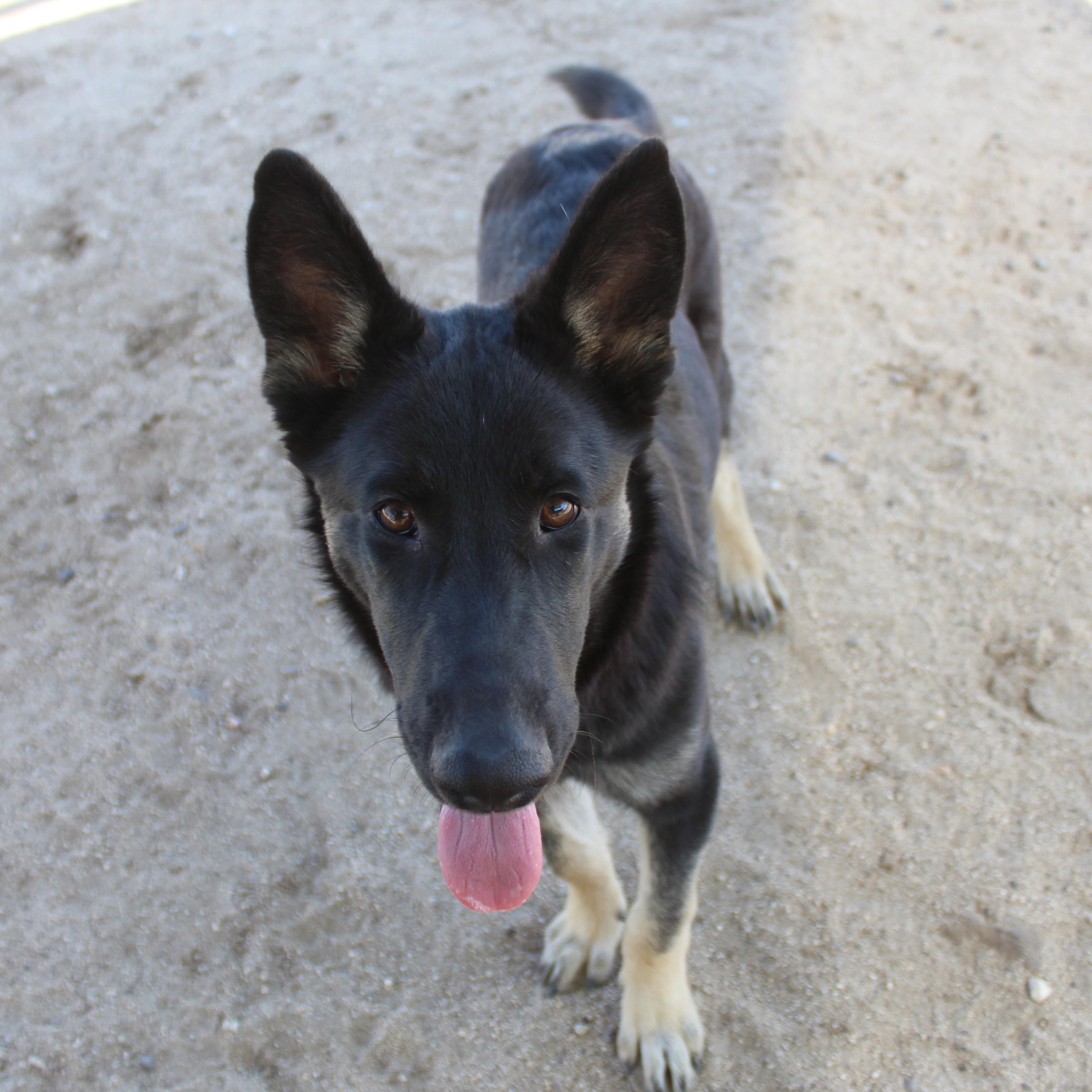 Jack, Adopted, Puppy Male German Shepherd Dog.