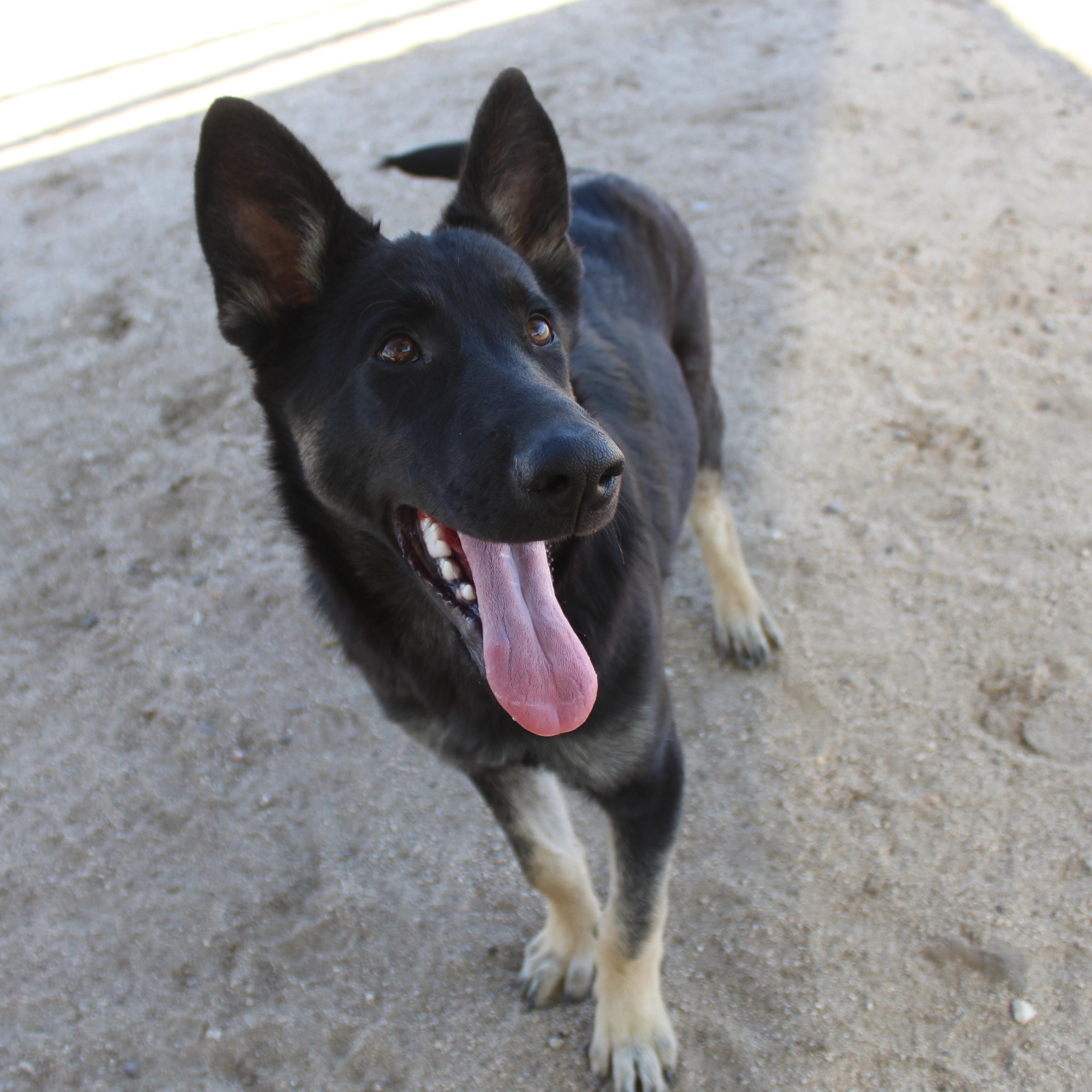 Enlarge Jack, a Adopted German Shepherd Dog in Yucca Valley, CA image 3/4
