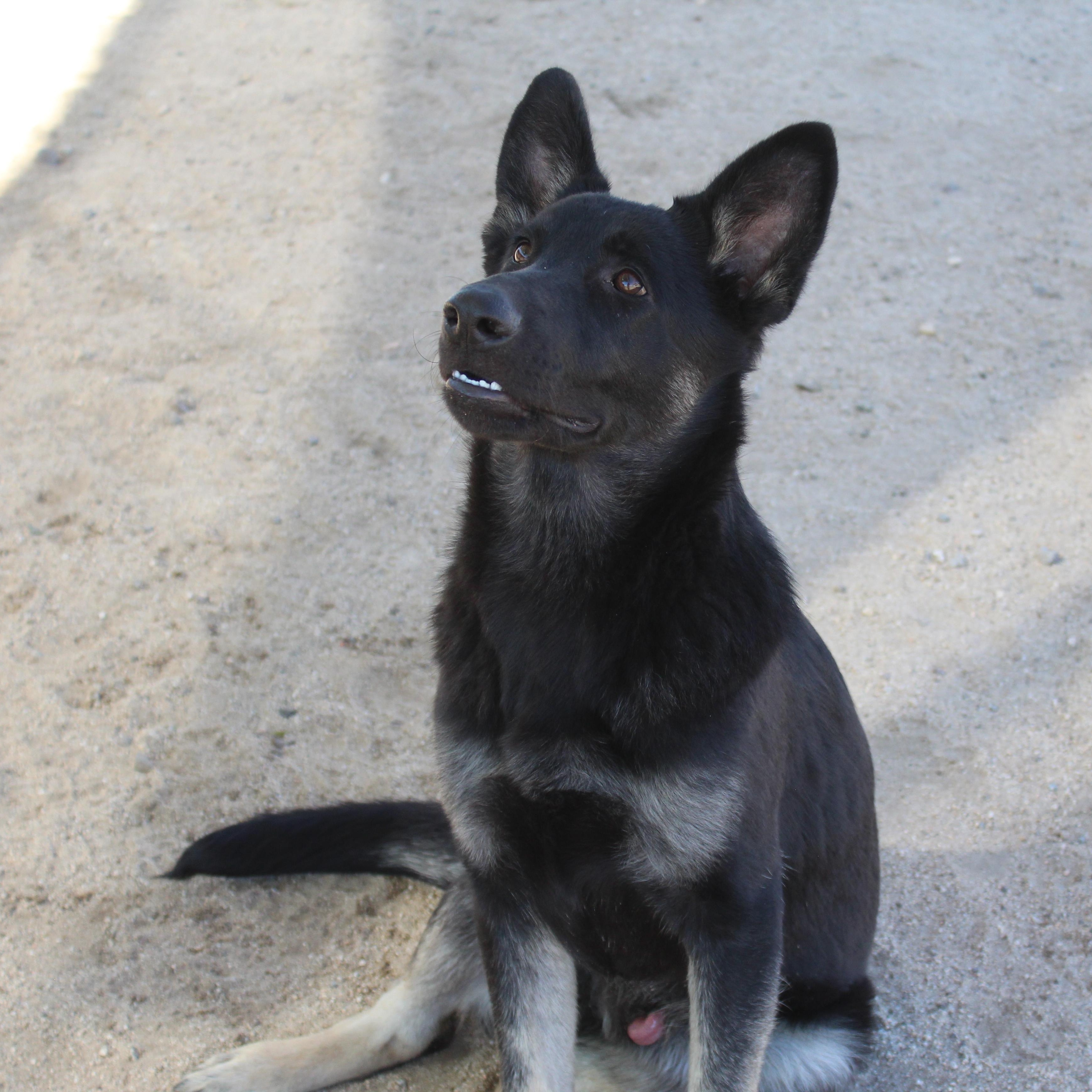 Enlarge Jack, a Adopted German Shepherd Dog in Yucca Valley, CA image 2/4