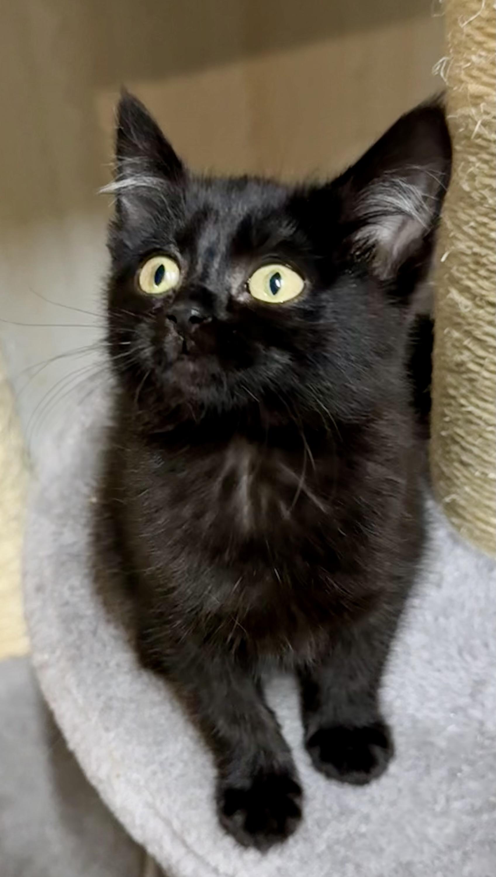 Harry - playful fun kitten, a Adoptable Domestic Short Hair in Hales Corners, WI image 4/6