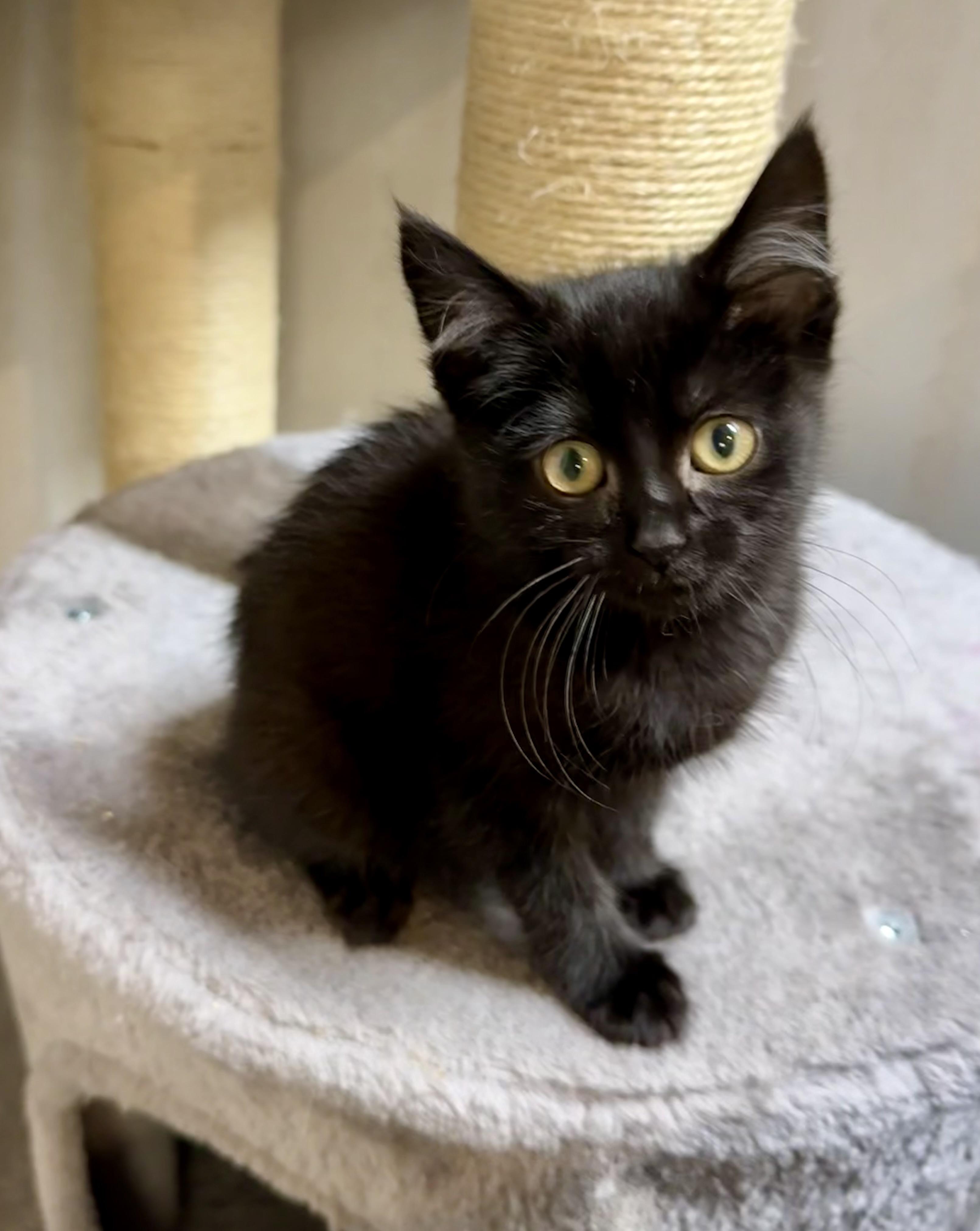 Harry - playful fun kitten, a Adoptable Domestic Short Hair in Hales Corners, WI image 5/6