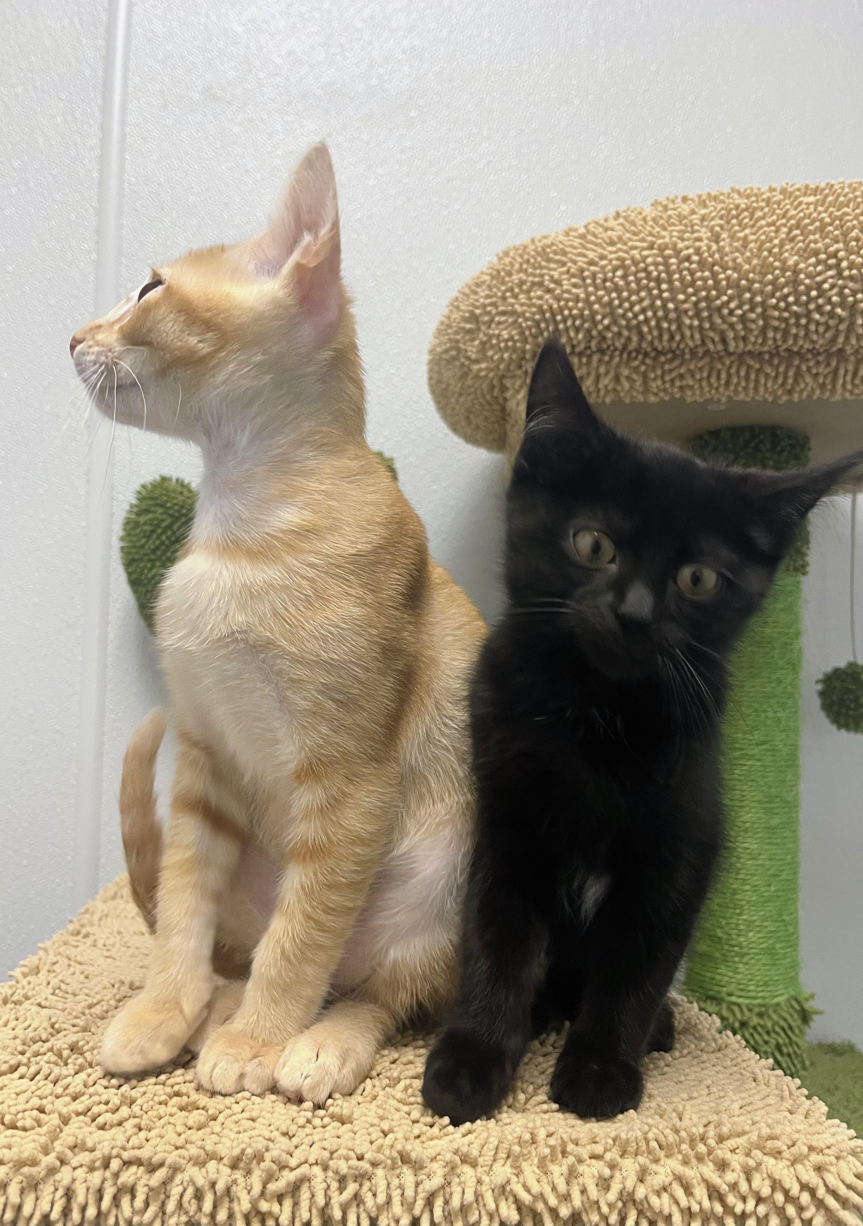 Harry - playful fun kitten, a Adoptable Domestic Short Hair in Hales Corners, WI image 2/6