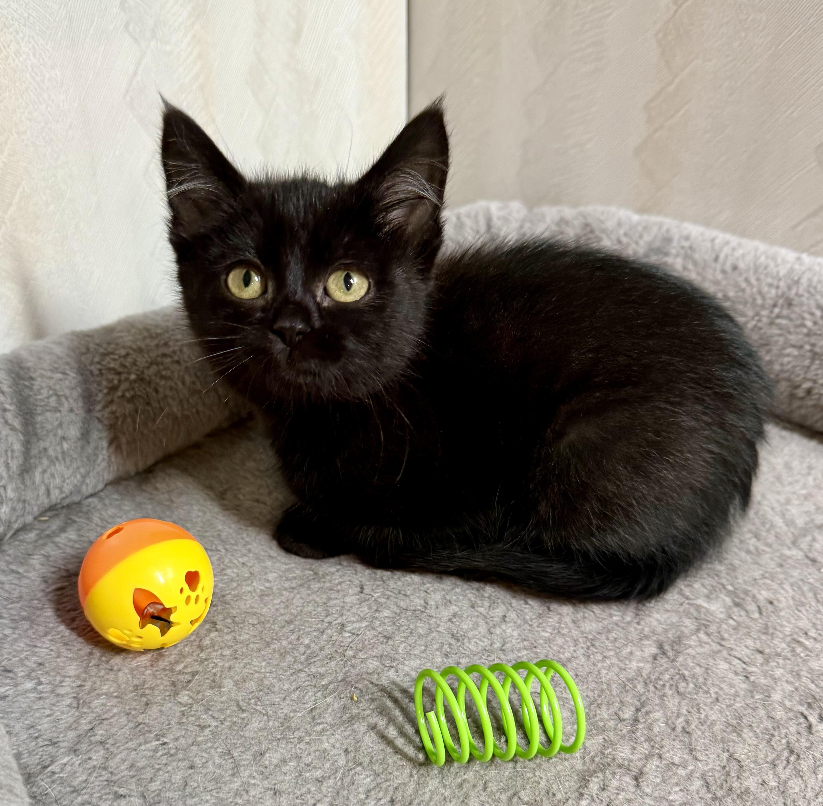 Harry - playful fun kitten, Adoptable, Kitten Male Domestic Short Hair.