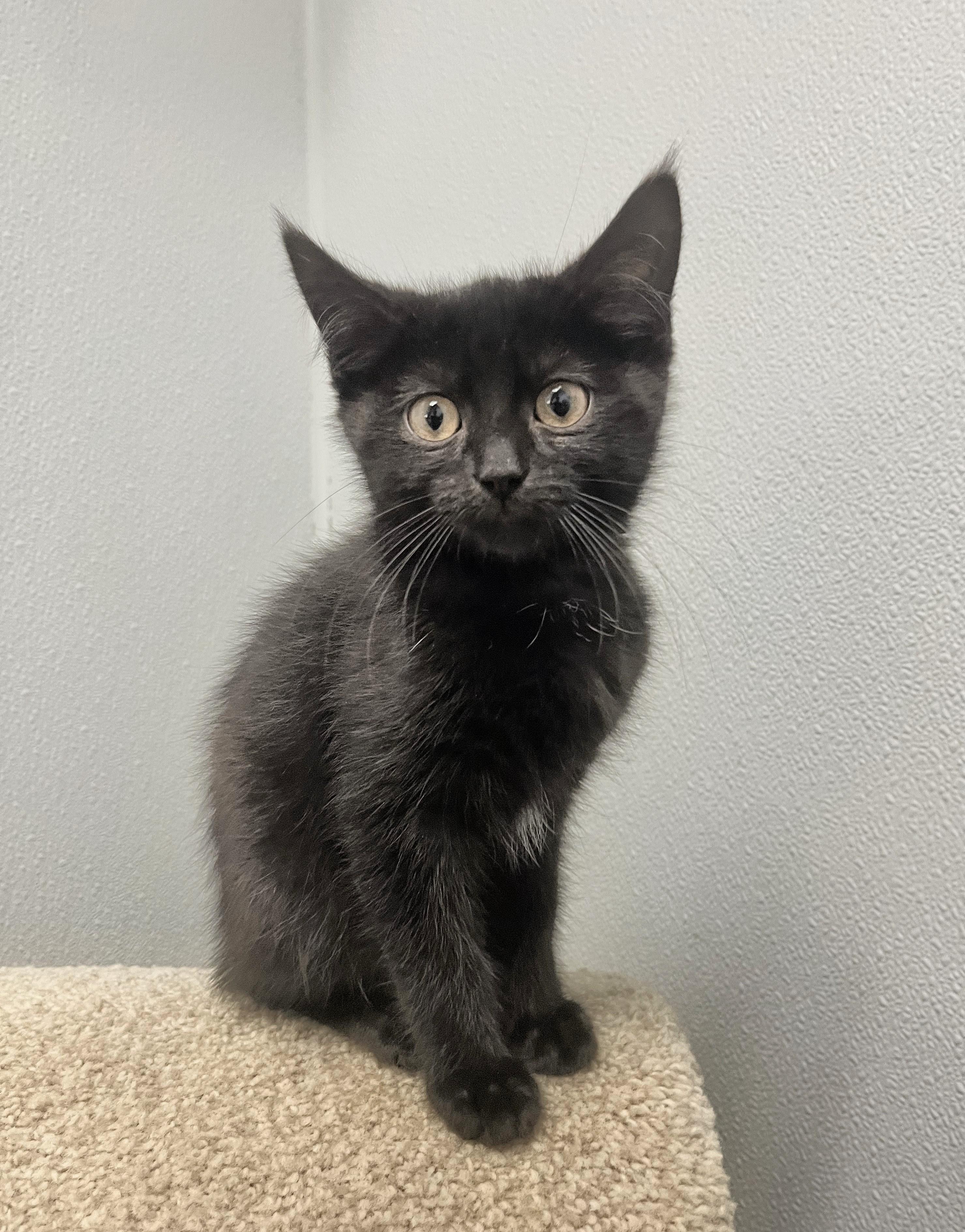 Harry - playful fun kitten, a Adoptable Domestic Short Hair in Hales Corners, WI image 6/6