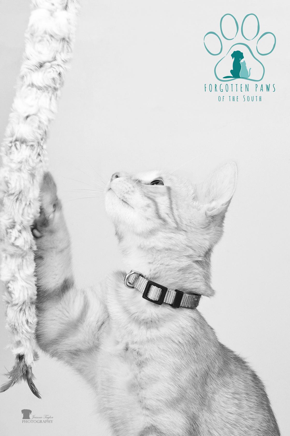Enlarge Axle, a Adopted Domestic Short Hair in Moncks Corner, SC image 1/6