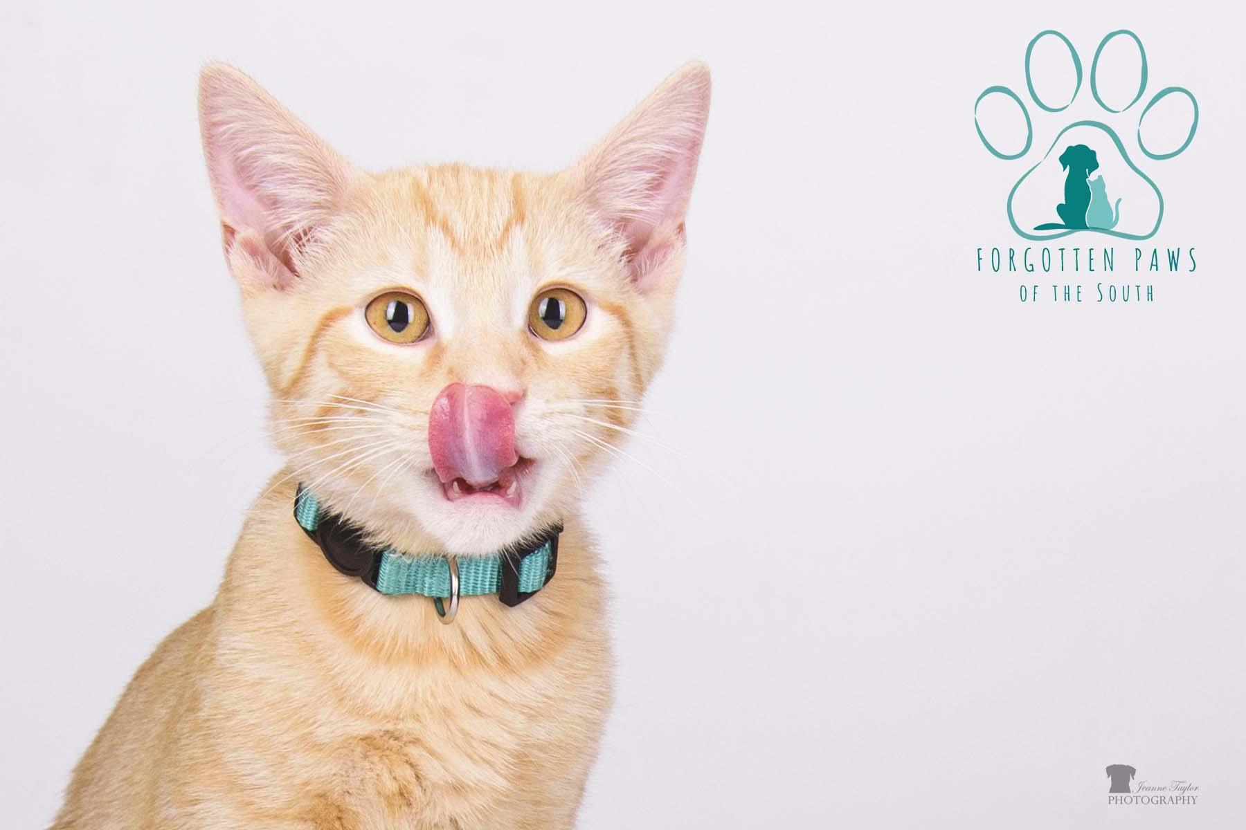 Enlarge Axle, a Adopted Domestic Short Hair in Moncks Corner, SC image 2/6
