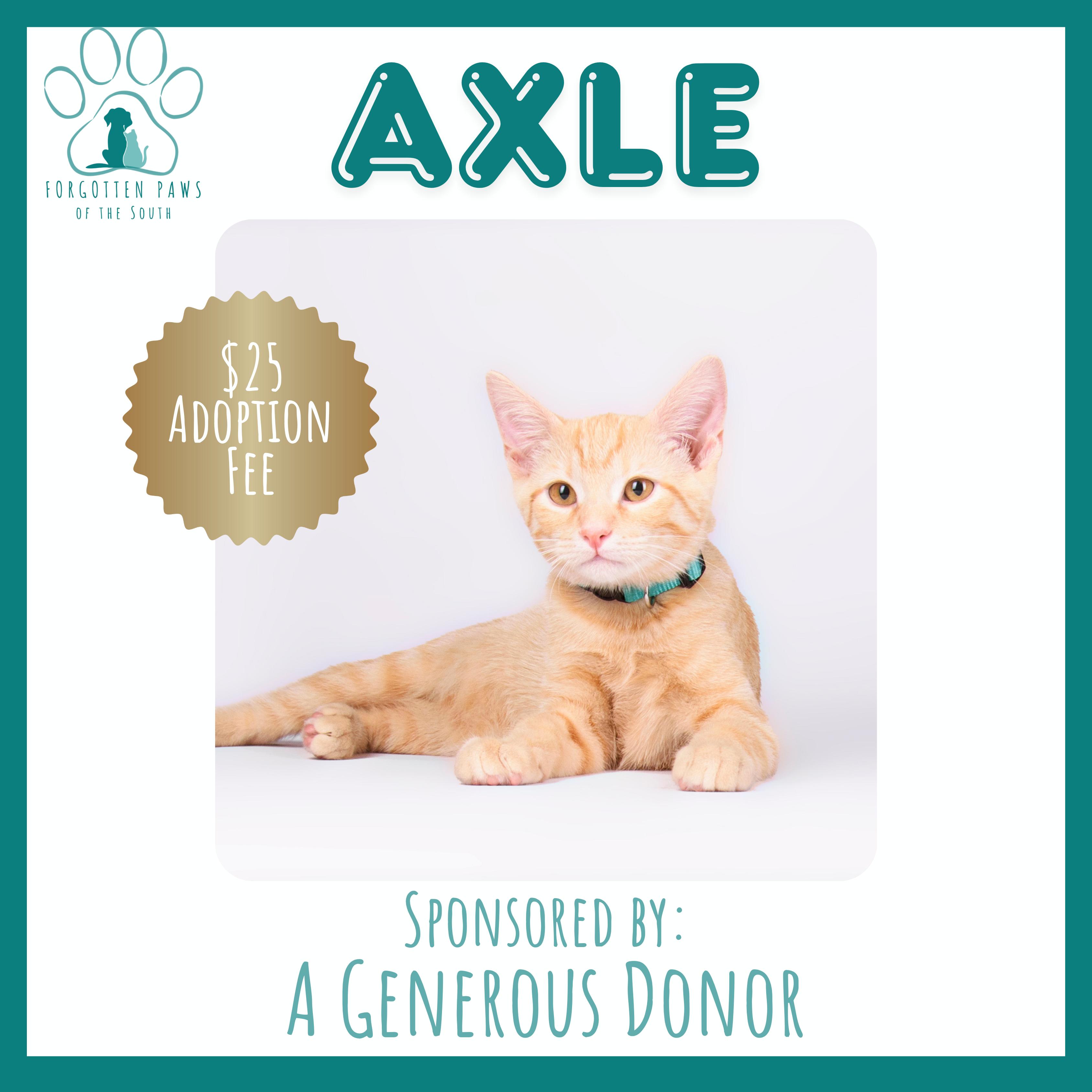 Enlarge Axle, a Adopted Domestic Short Hair in Moncks Corner, SC image 3/6