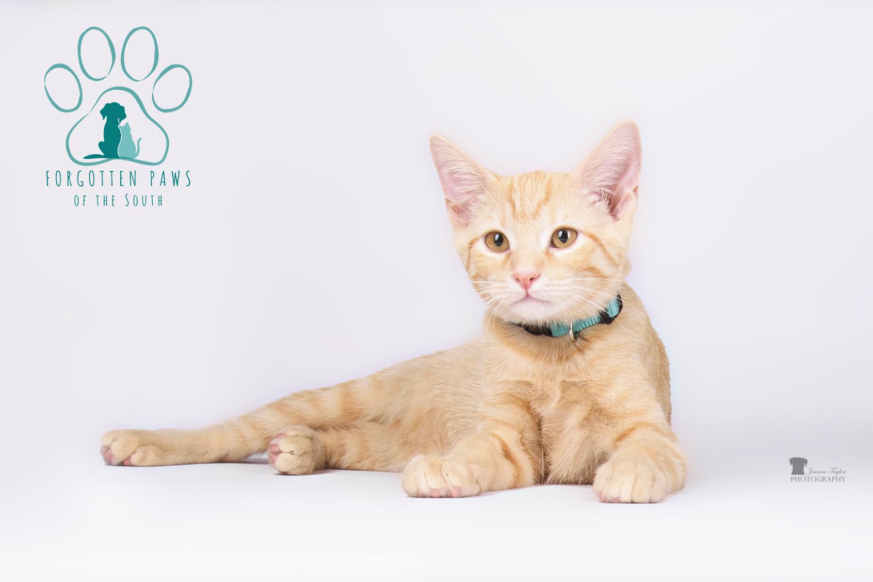 Enlarge Axle, a Adopted Domestic Short Hair in Moncks Corner, SC image 4/6