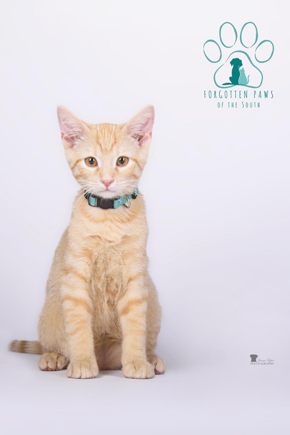 Enlarge Axle, a Adopted Domestic Short Hair in Moncks Corner, SC image 5/6