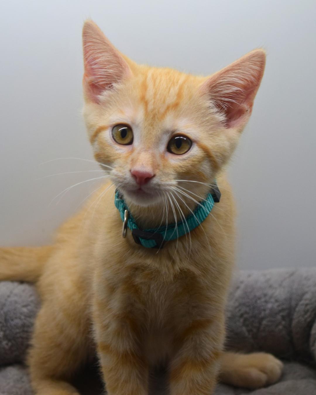 Enlarge Axle, a Adopted Domestic Short Hair in Moncks Corner, SC image 6/6