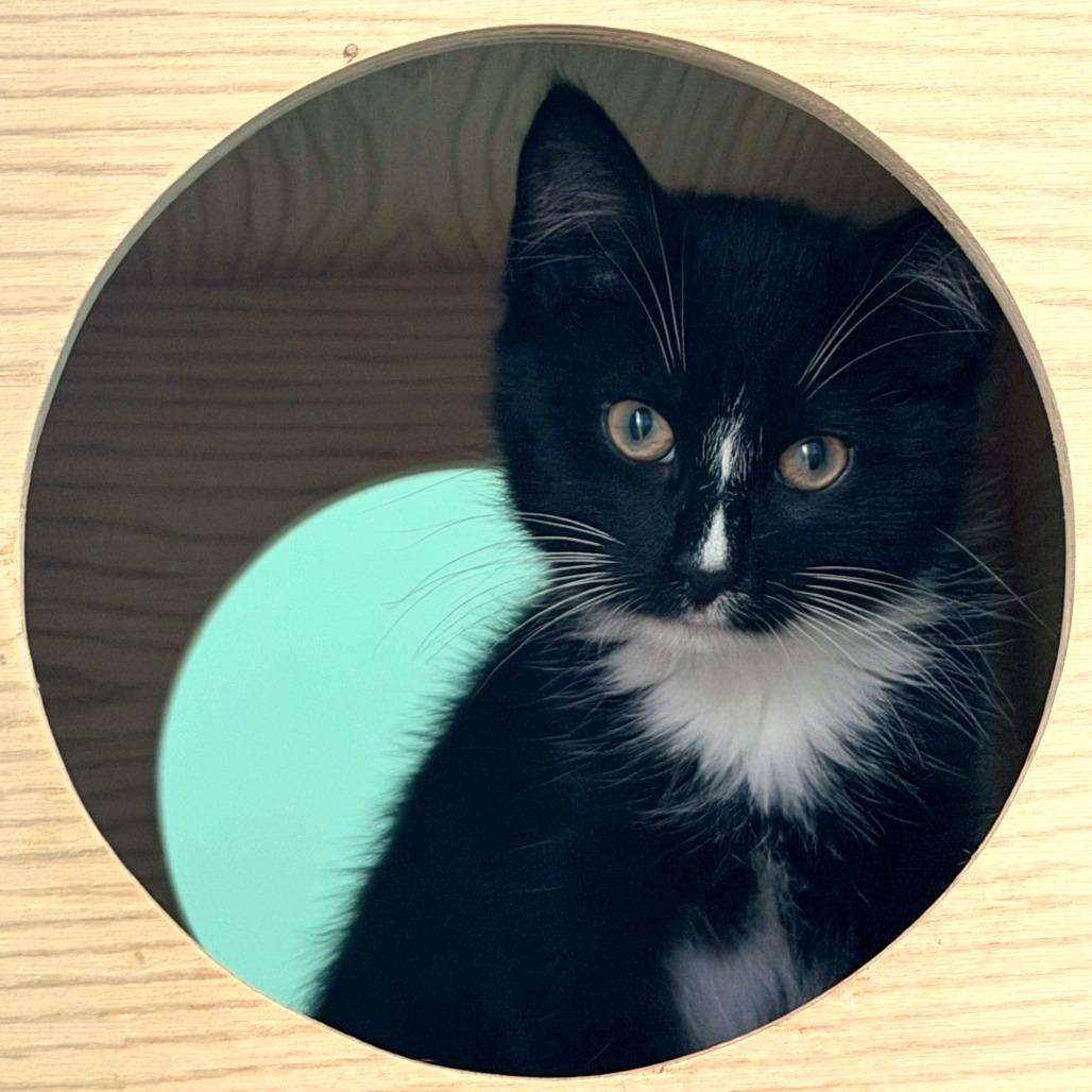 Enlarge Reaper, a Adoptable Domestic Short Hair in Falls Church, VA image 2/3
