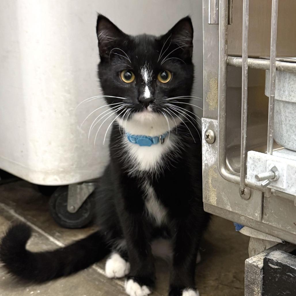 Enlarge Reaper, a Adoptable Domestic Short Hair in Falls Church, VA image 3/3