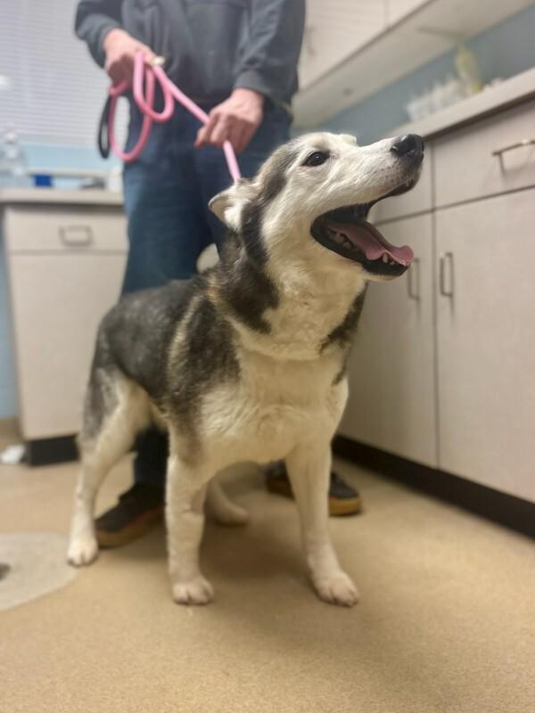 River, Adoptable, Adult Female Husky.
