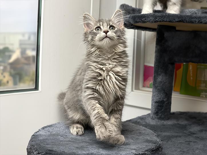 Harry, Adopted, Kitten Male Domestic Medium Hair.