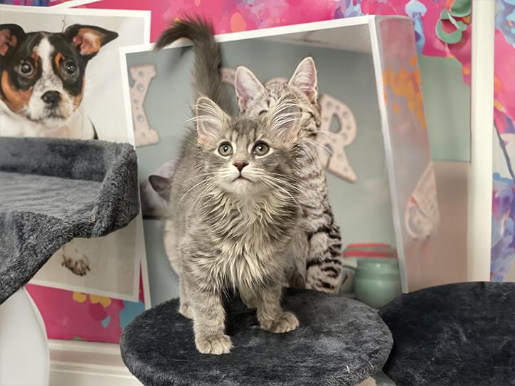 Enlarge Harry, a Adopted Domestic Medium Hair in Charles Town, WV image 2/4