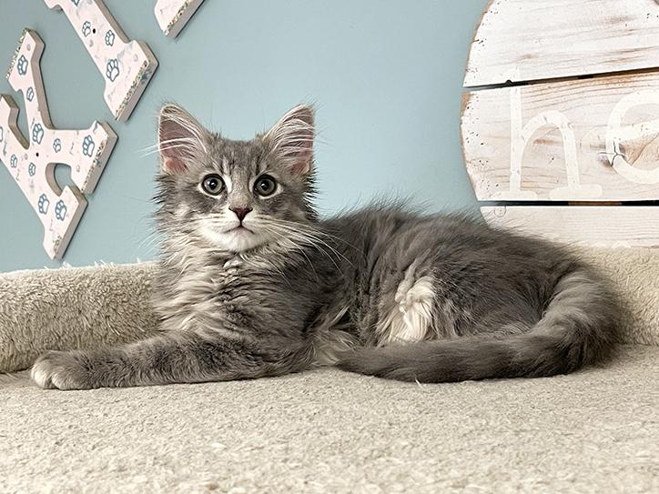 Enlarge Harry, a Adopted Domestic Medium Hair in Charles Town, WV image 3/4