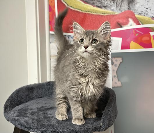 Enlarge Harry, a Adopted Domestic Medium Hair in Charles Town, WV image 4/4