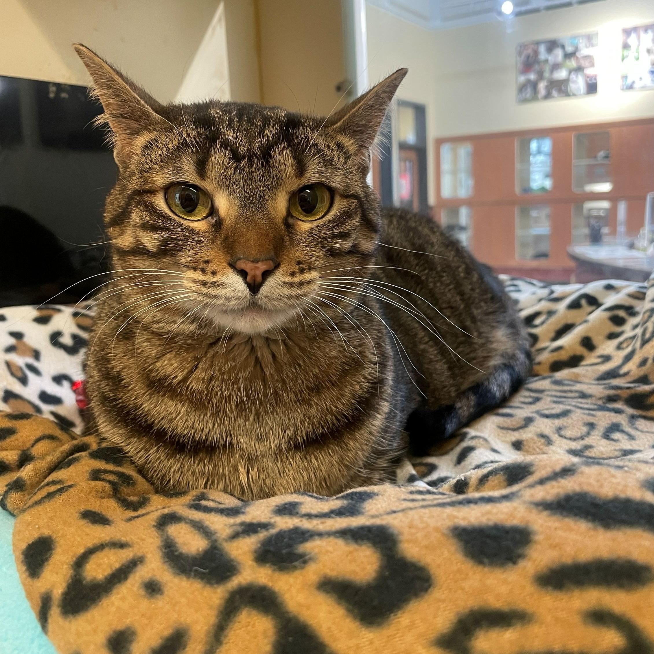 Enlarge Angelica, a ADOPTABLE Domestic Short Hair in Rochester, MN image 2/2