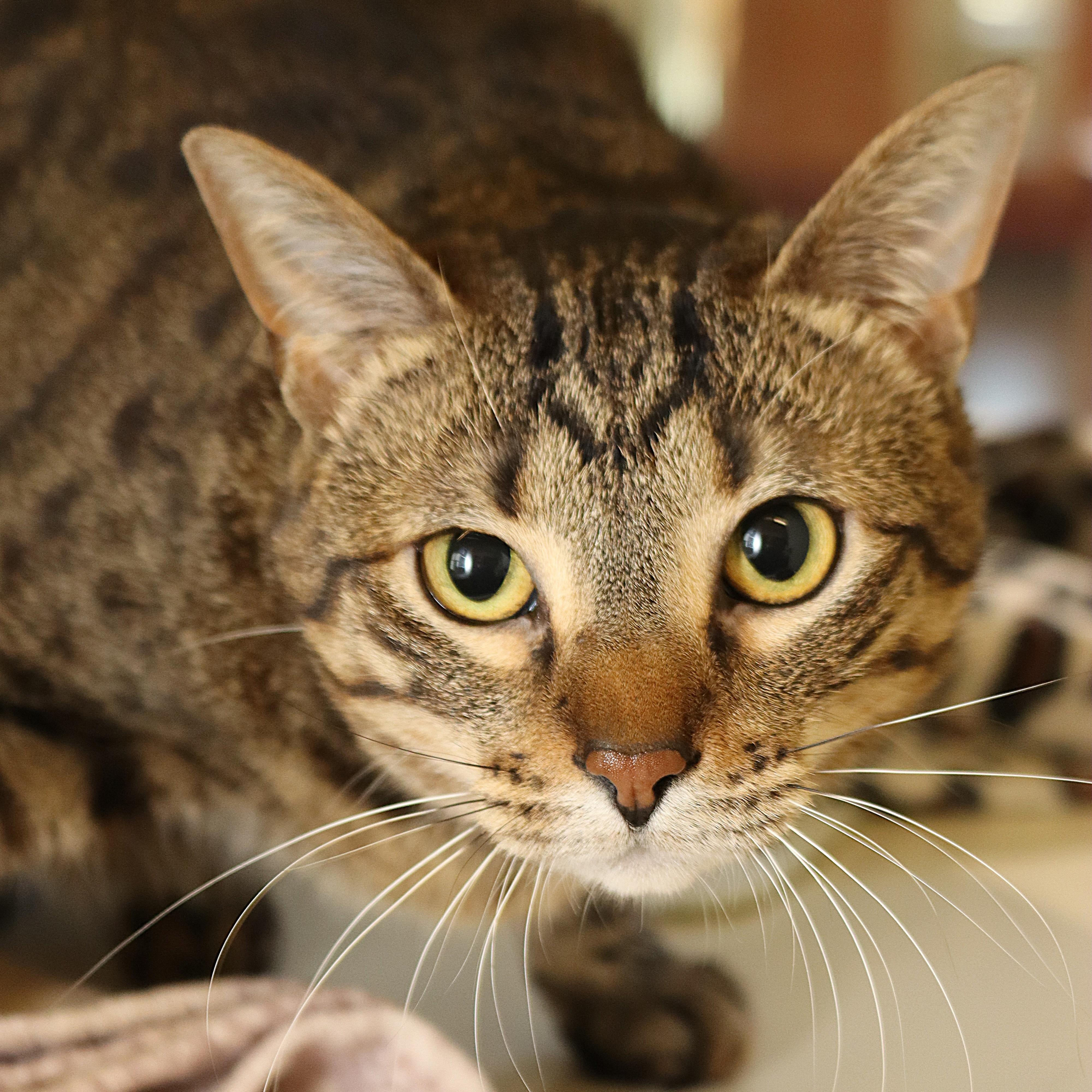 Angelica, ADOPTABLE, Adult Female Domestic Short Hair.
