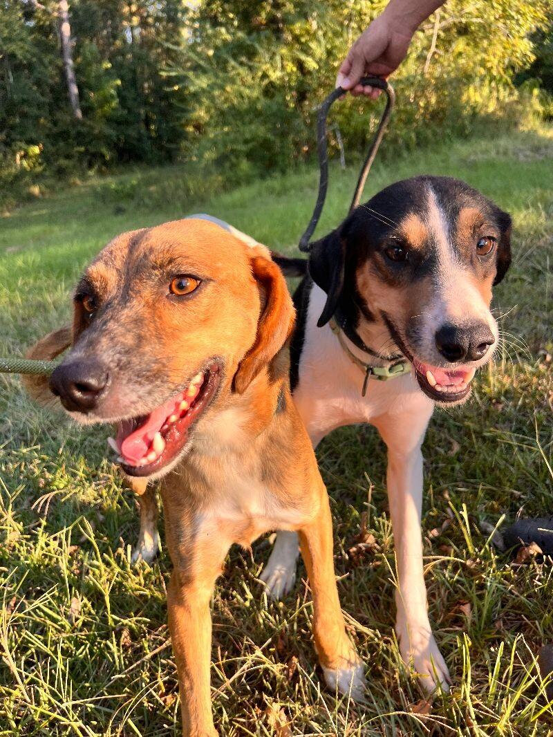 Buster, Adoptable, Adult Male Mixed Breed.