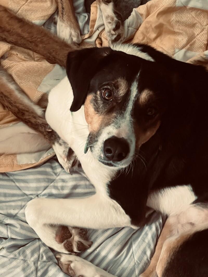 Enlarge Buster, a Adoptable Mixed Breed in Thomasville, AL image 2/4