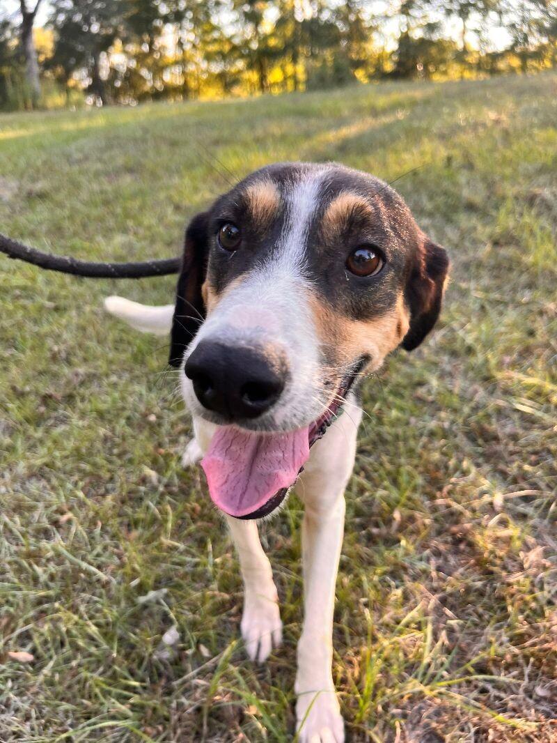 Enlarge Buster, a Adoptable Mixed Breed in Thomasville, AL image 4/4