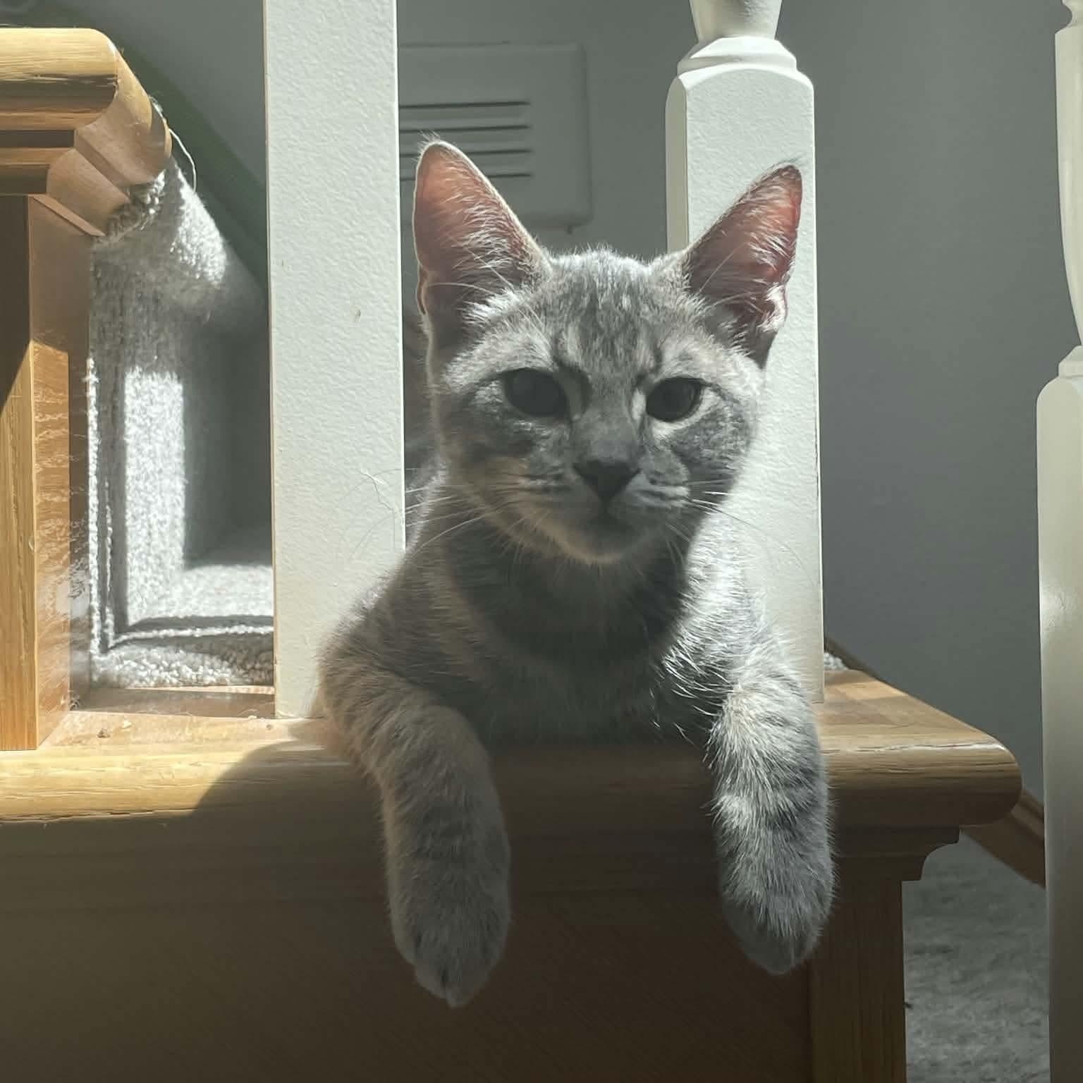 Hathi, ADOPTABLE, Kitten Male Tabby & Domestic Short Hair.