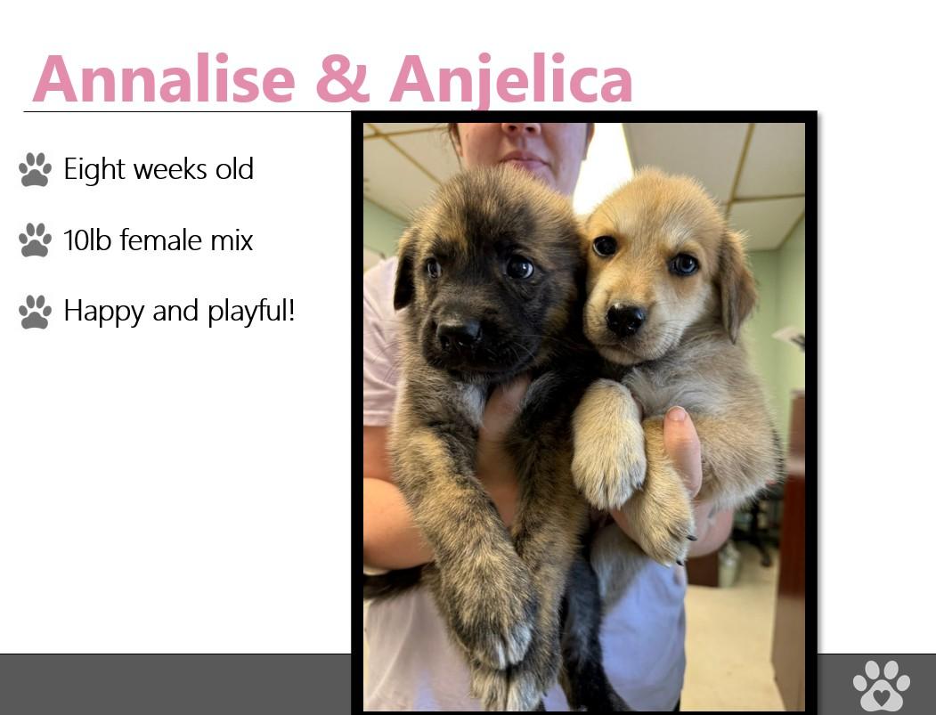 Foster A PUPPIES!