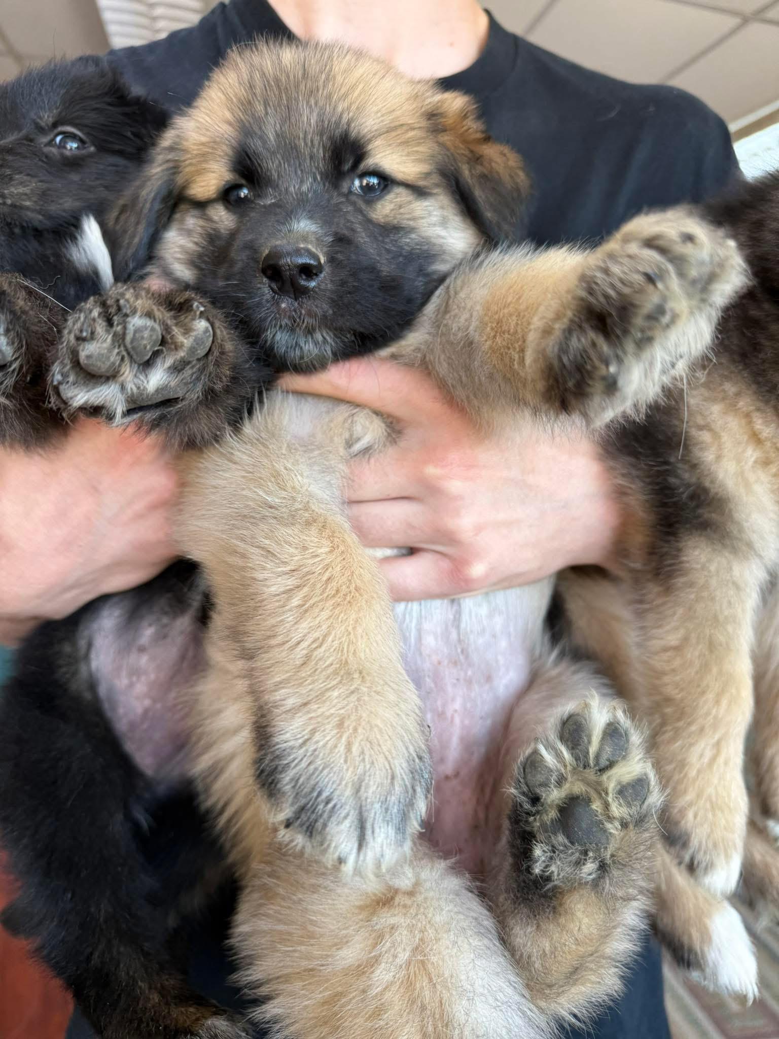 Foster A PUPPIES!