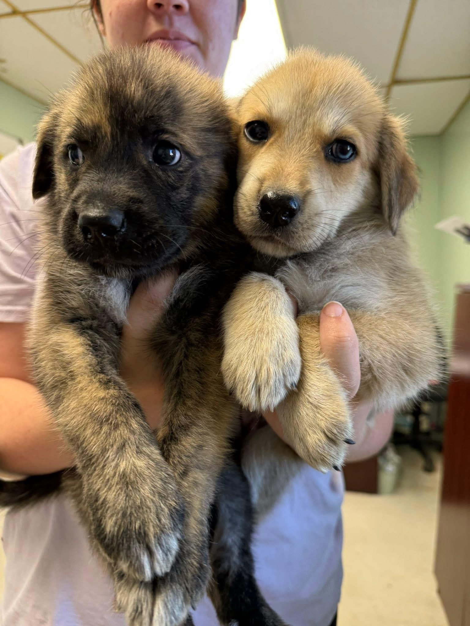 Foster A PUPPIES!