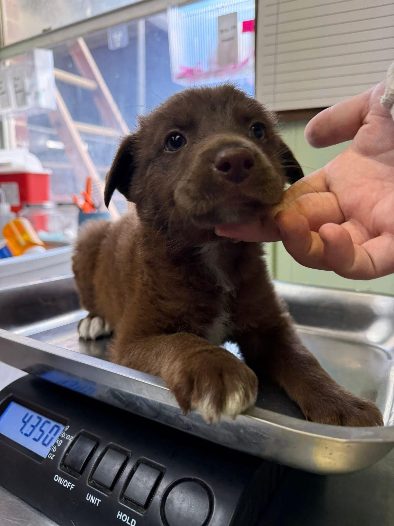 Foster A PUPPIES!