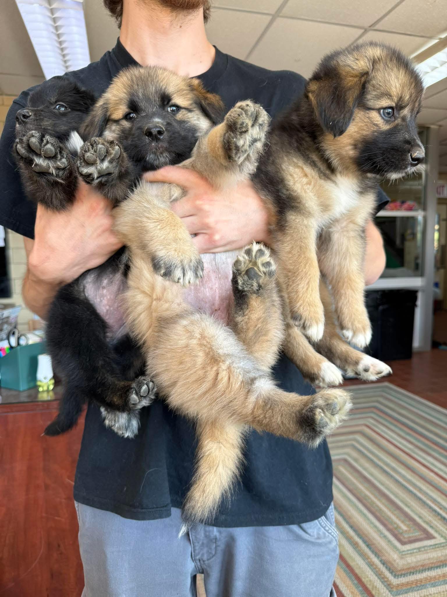 Foster A PUPPIES!