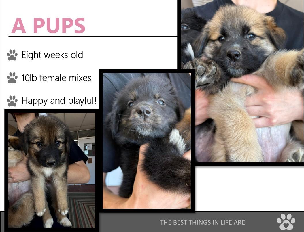 Foster A PUPPIES!