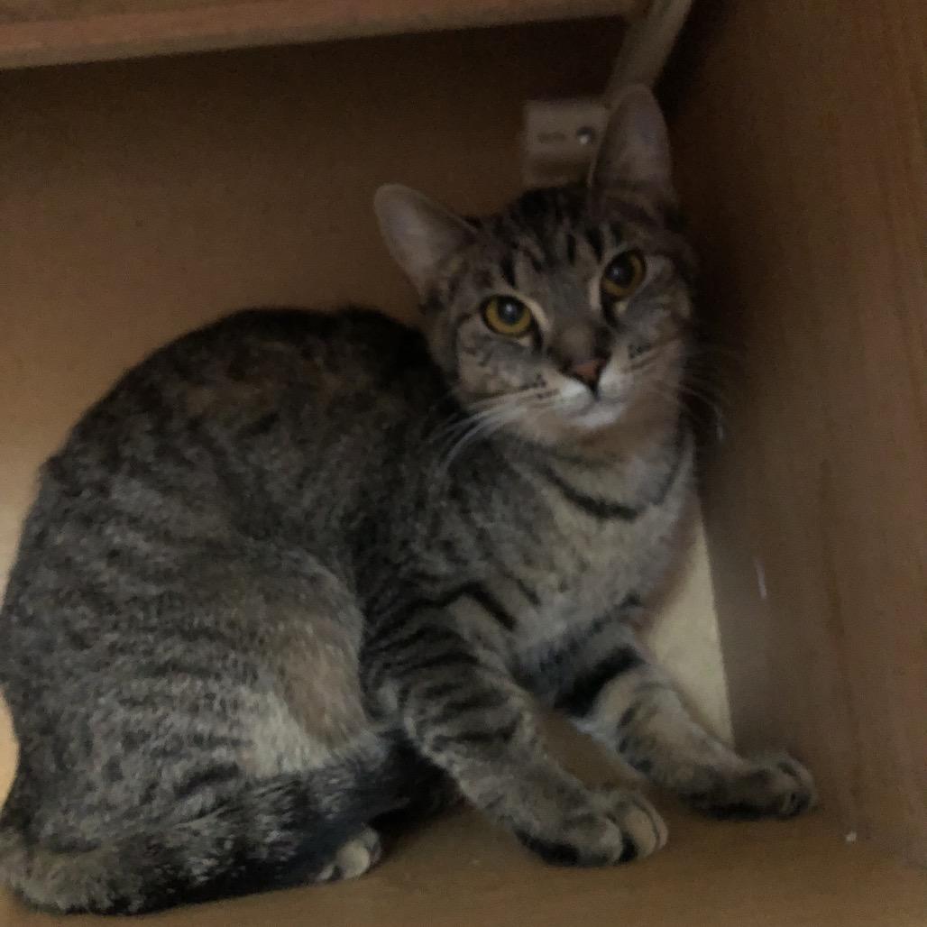 Sangria, Adoptable, Young Female Domestic Short Hair.