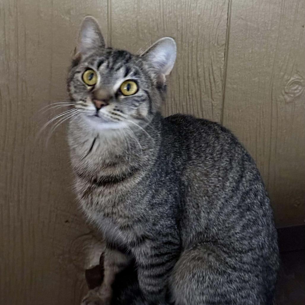 Enlarge Sangria, a Adoptable Domestic Short Hair in Marion, IL image 2/3